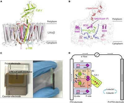 Preparation of Photo-Bioelectrochemical Cells With the RC-LH Complex From Roseiflexus castenholzii